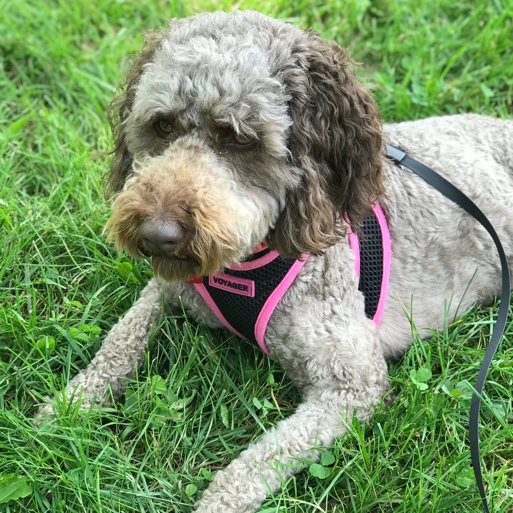 Meet your Posher, Stephanie